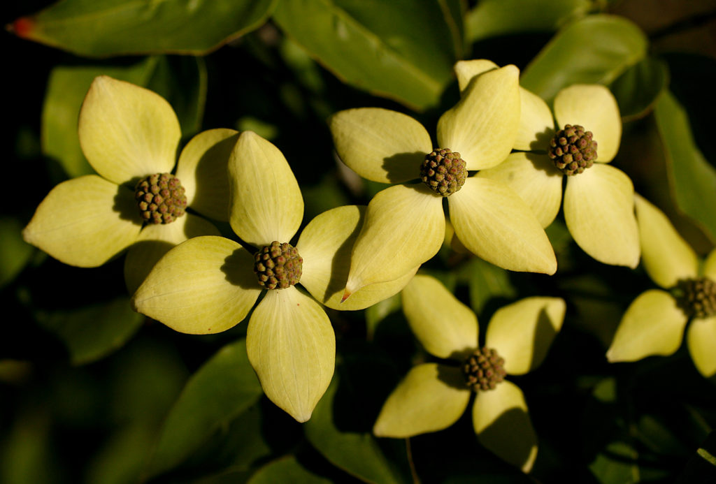 Cornus kousa from China. From the Quarryhill Botanical Garden in Glen Ellen.