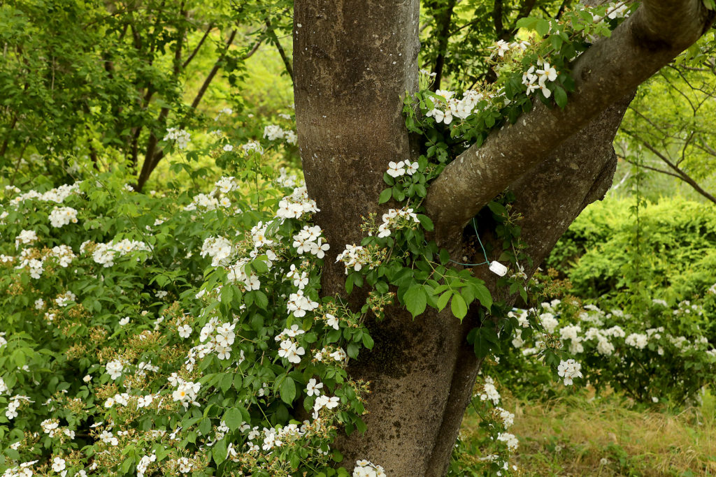 A hydrangea wraps around a Celtis Sinensis tree at the Quarryhill Botanical Garden in Glen Ellen. (John Burgess/The Press Democrat)