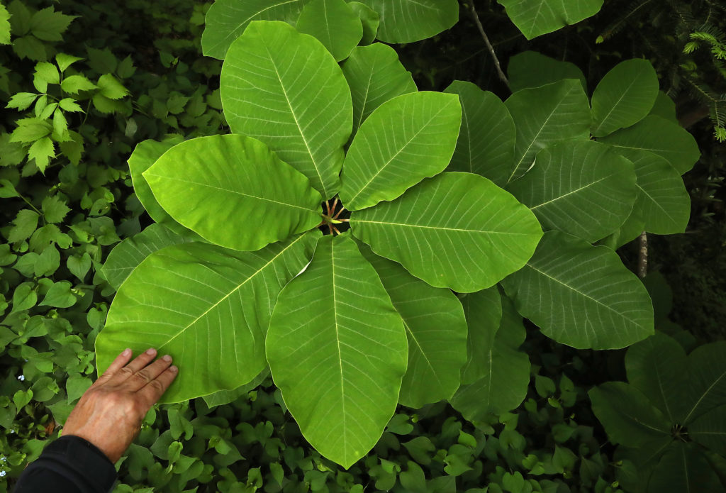 Japanese bigleaf magnolia at the Quarryhill Botanical Garden in Glen Ellen. (John Burgess/The Press Democrat)