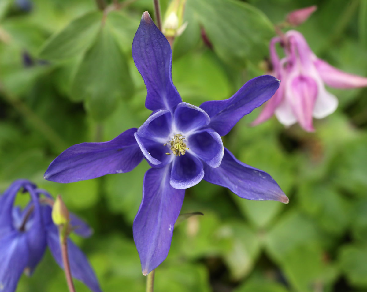 Aguilegia flabellata blooms at the Sonoma Botanical Garden (formerly Quarryhill Botanical Garden) in Glen Ellen. (John Burgess/The Press Democrat)