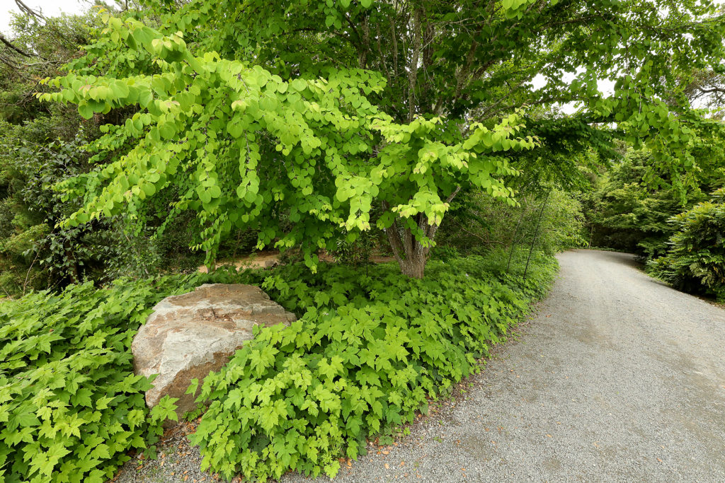 A Katsura tree spreads it's branches across the pathway at the Quarryhill Botanical Garden in Kenwood. (John Burgess/The Press Democrat)