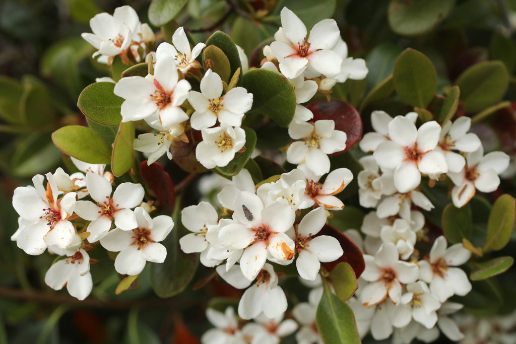 Raphiolepis umbellate at the Quarryhill Botanical Garden in Glen Ellen. (John Burgess/The Press Democrat)