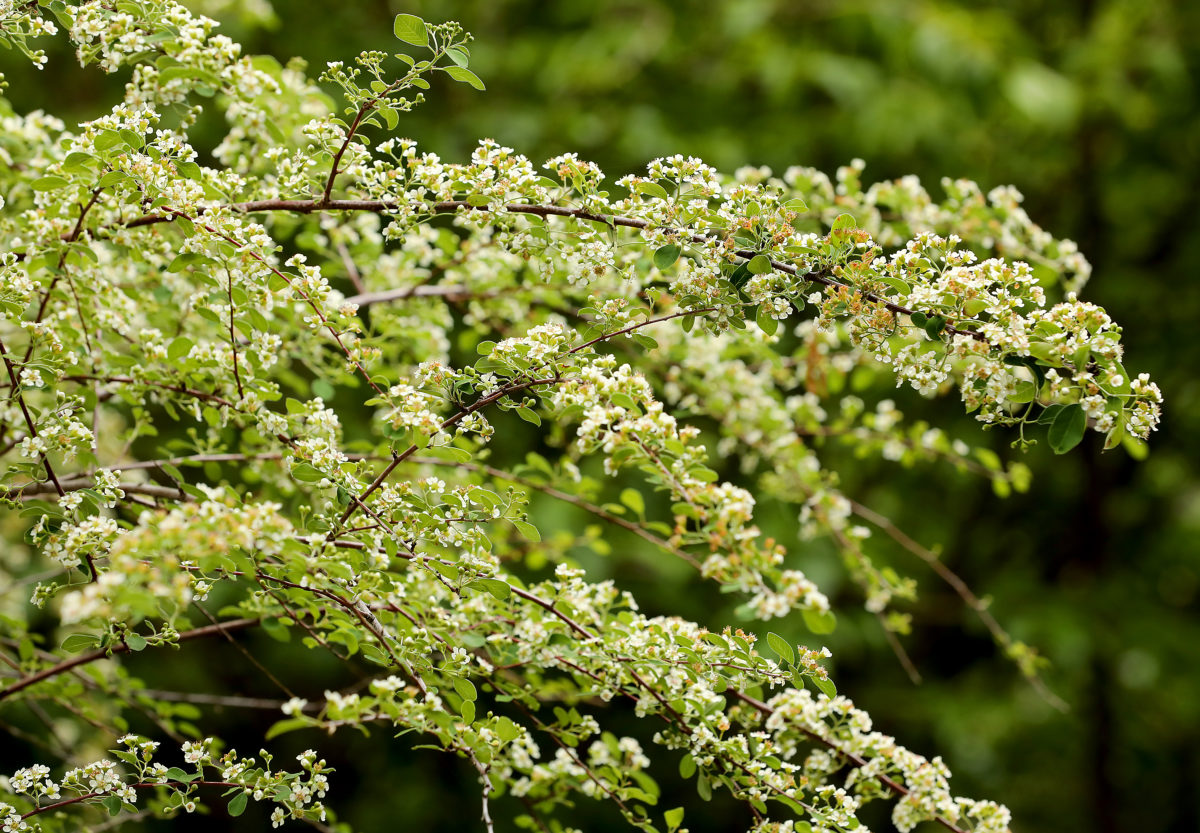 A Cotoneaster in bloom at Sonoma Botanical Garden in Glen Ellen. (John Burgess/The Press Democrat)