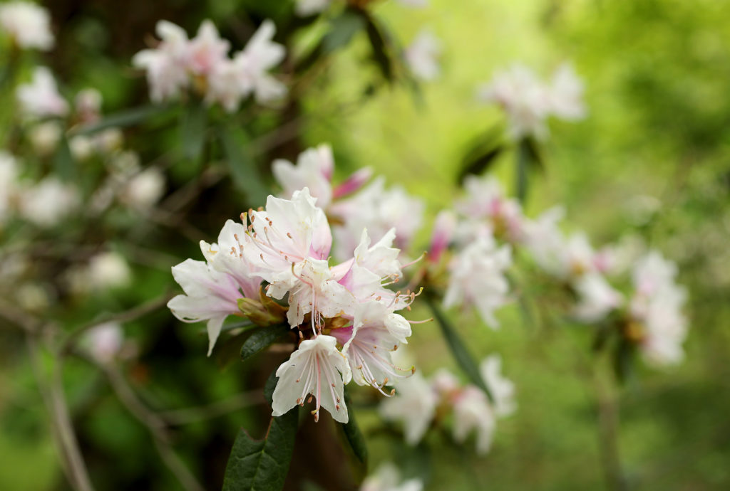 Rhododendrom heliolepis in bloom at the Quarryhill Botanical Garden in Glen Ellen. (John Burgess/The Press Democrat)