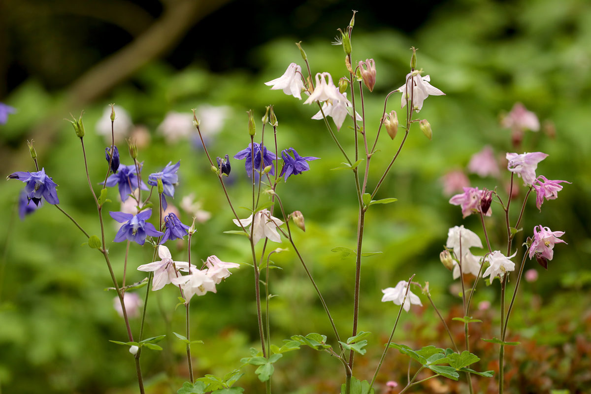 Aguilegia flabellata in bloom at Sonoma Botanical Garden in Glen Ellen. (John Burgess/The Press Democrat)