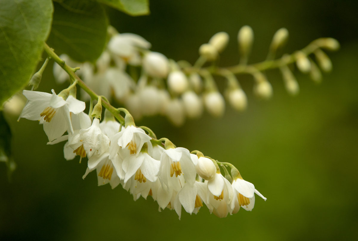 Styrax onassis begins to bloom at Sonoma Botanical Garden in Glen Ellen. (John Burgess/The Press Democrat)