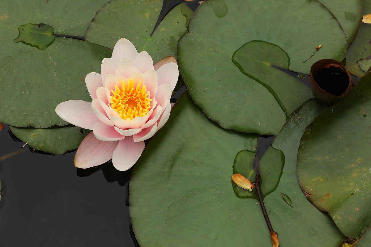 Lilies begin to bloom in the upper pond at Sonoma Botanical Garden in Glen Ellen. (John Burgess/The Press Democrat)