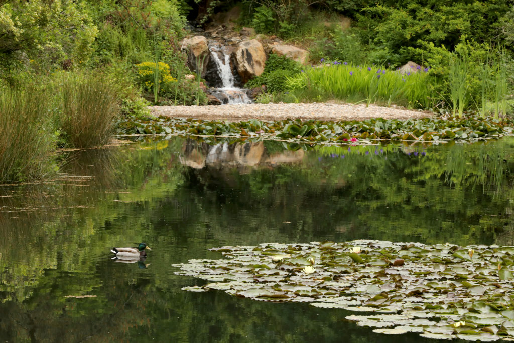 The lily pads begin to bloom in the upper pond at the Quarryhill Botanical Garden in Glen Ellen. (John Burgess/The Press Democrat)