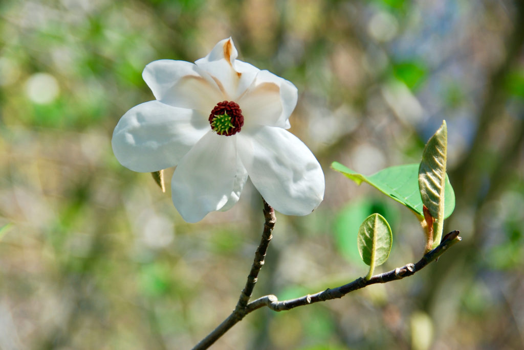 Magnolia Wilsonii at Quarryhill Botanical Garden in Glen Ellen. (Cece Hugo)