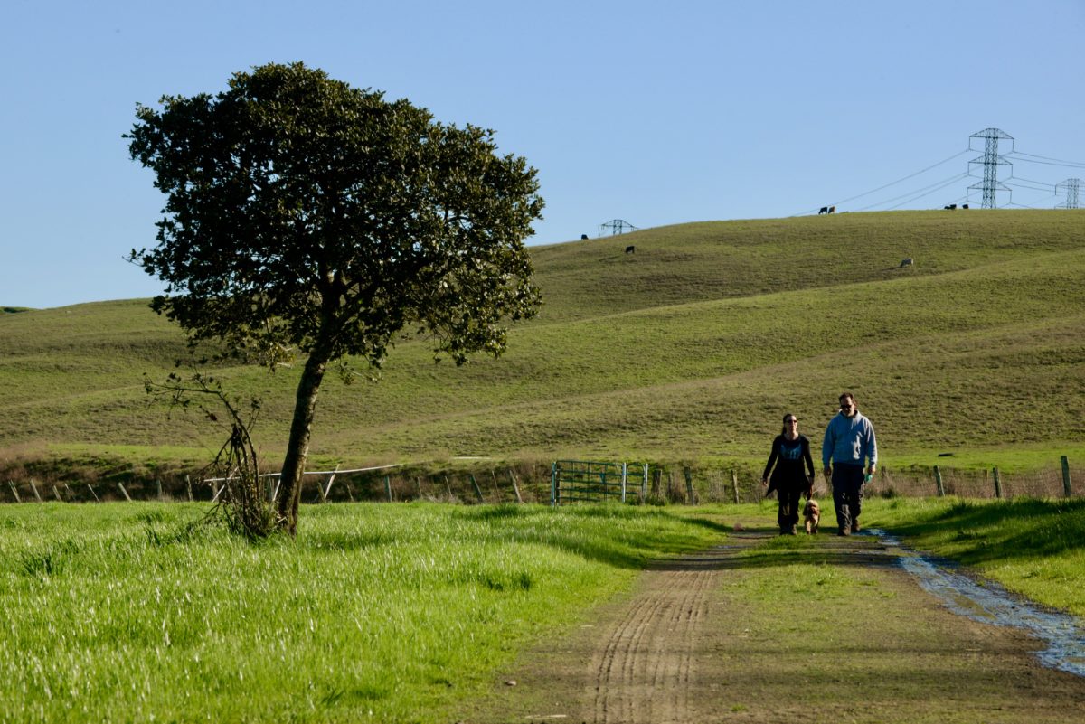 Tolay Lake Regional Park in Petaluma is actually Sonoma County’s largest park. With over 12 trails, this is the perfect spot to take your four-legged friend who loves a good hike. 5869 Cannon Lane, Petaluma 94954, 707-539-8092, parks.sonomacounty.ca.gov. (Photo: Erik Castro/for The Press Democrat)