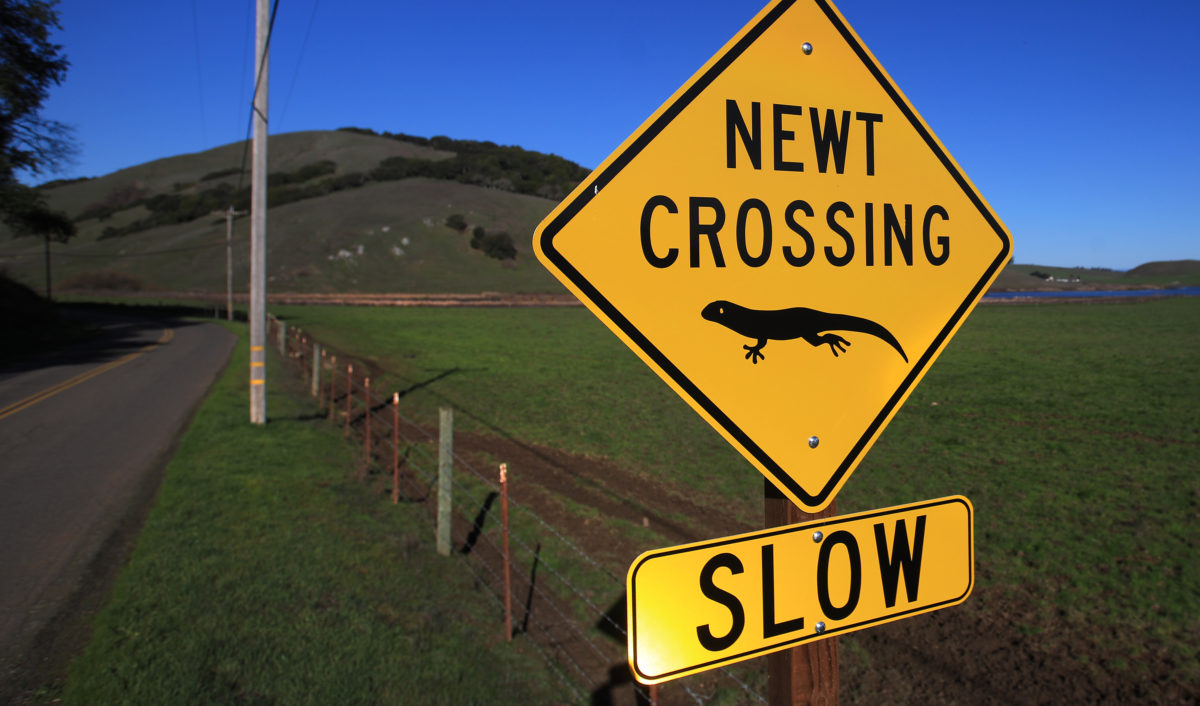 Newt Crossing along Chileno Valley Road, Monday, Jan. 525, 2021. (Kent Porter / The Press Democrat) 2021