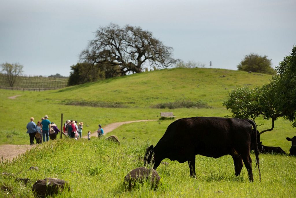Oak trees, hikers and cows at Crane Creek Regional Park in Rohnert Park. (Sonoma County Regional Parks)