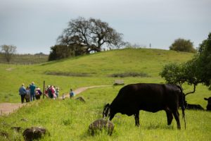 Oak trees, hikers and cows at Crane Creek Regional Park in Rohnert Park. (Sonoma County Regional Parks)