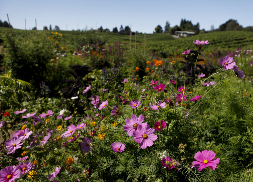 Cosmos flowers bloom in the garden at Lynmar Estate winery in Sebastopol, California on Tuesday, August 2, 2011. (BETH SCHLANKER/ The Press Democrat