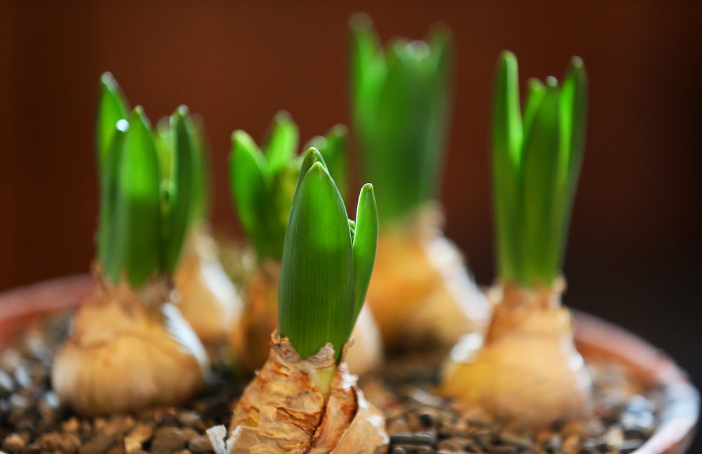 Bulbs begin to sprout at MIX Garden in Healdsburg. (Christopher Chung/ The Press Democrat)