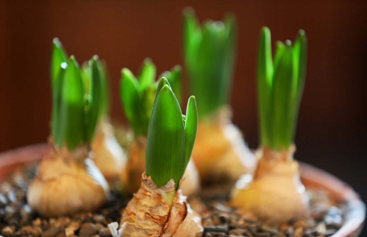 Bulbs begin to sprout at MIX Garden in Healdsburg. (Christopher Chung/ The Press Democrat)