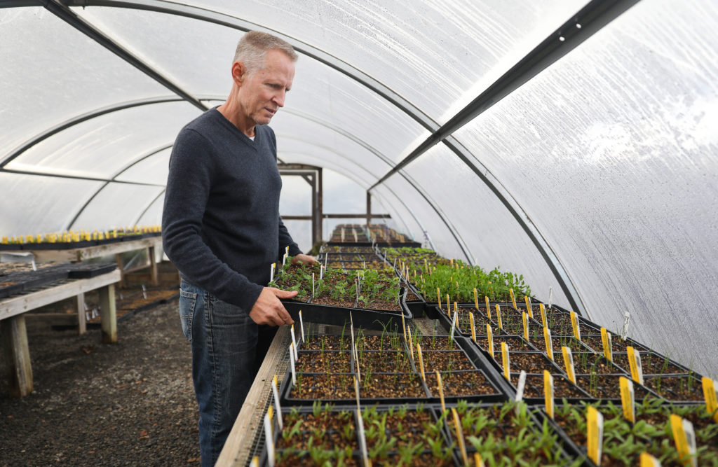 Landscape designer and owner of MIX Garden Mick Kopetsky arranges flats in a greenhouse in Healdsburg on Friday, January 29, 2021. (Christopher Chung/ The Press Democrat)