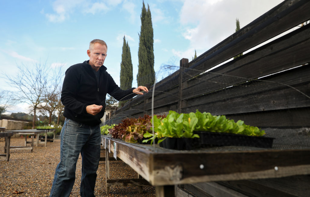Landscape designer and owner of MIX Garden Mick Kopetsky uses netting to protect lettuce starts from birds in Healdsburg on Friday, January 29, 2021. (Christopher Chung/ The Press Democrat)
