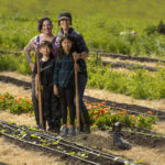 Radical Family Farms grows specialty Asian and German vegetables, many which would be unfamiliar on dinner tables in Sonoma County.