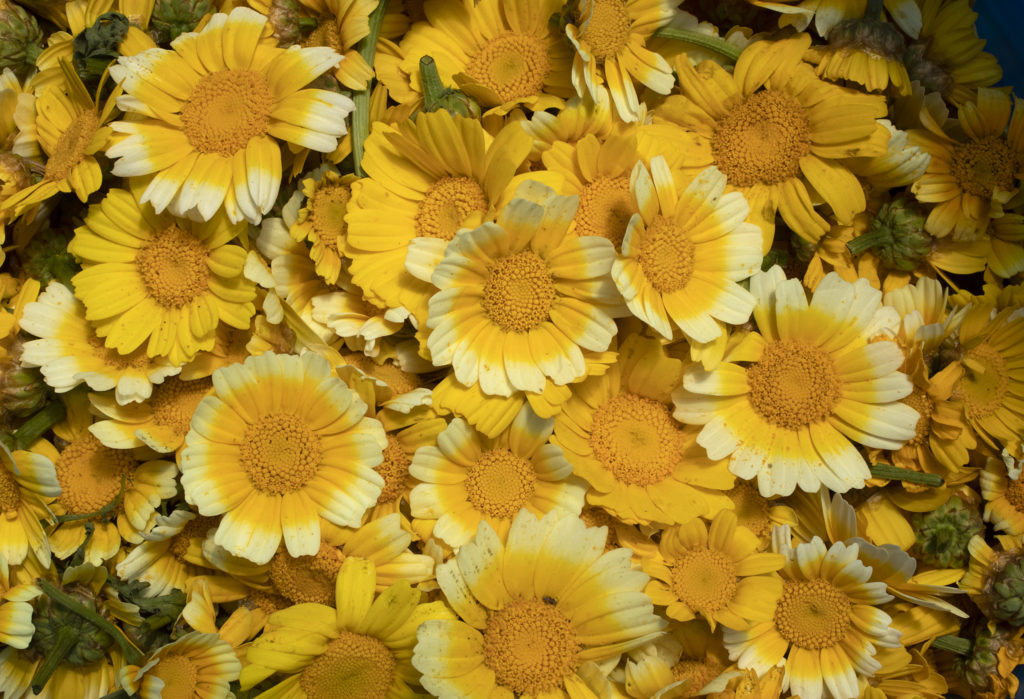 Chrysanthemum, Radical Family Farms in Sebastopol. (photo by John Burgess/The Press Democrat)