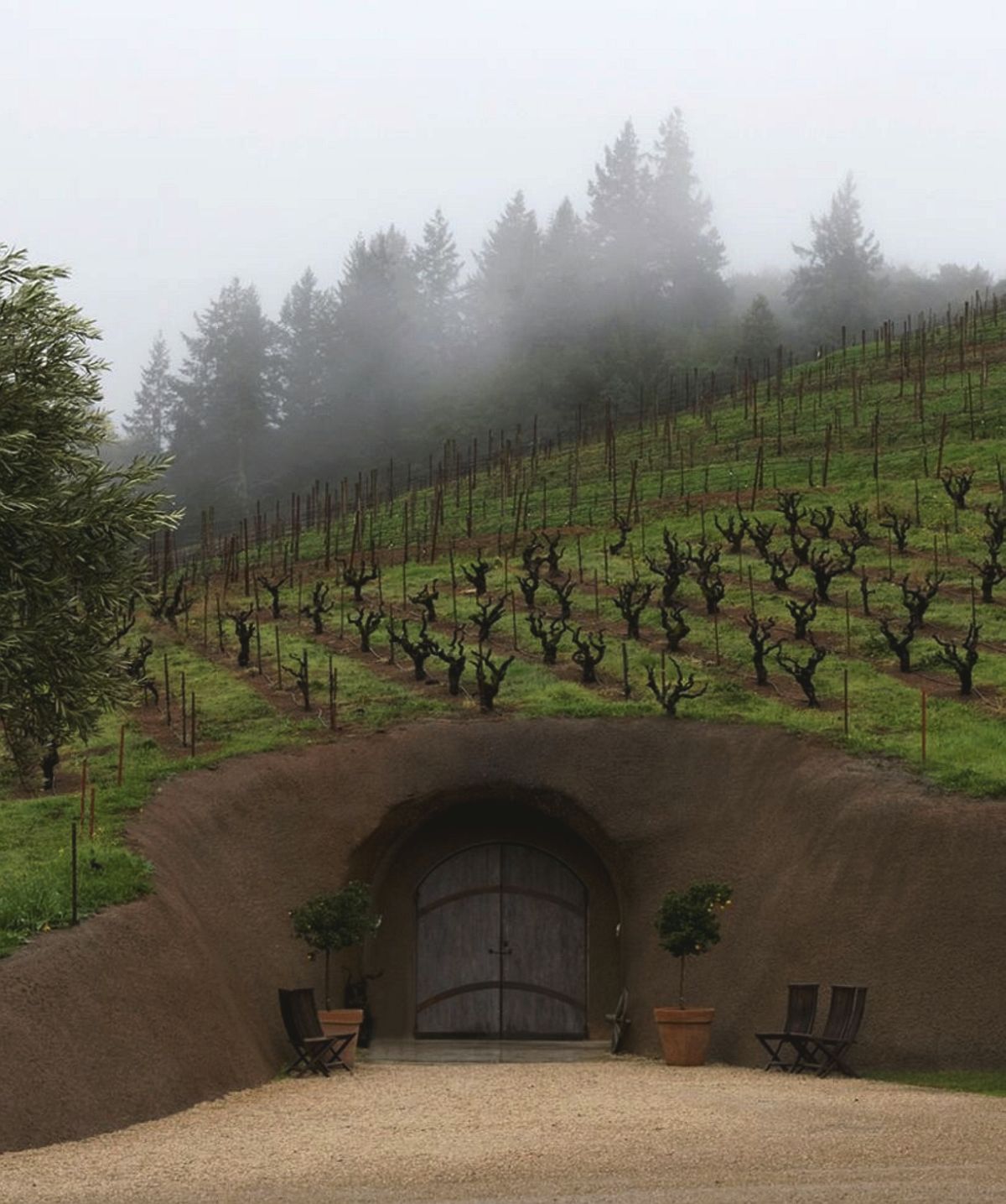 The private Immersive Winery Tour at Bella Vineyards & Wine Caves starts next to the winery’s 100-year-old Zinfandel vines, but a majority of the time is spent underground in the wine caves. (Bella Vineyards & Wine Caves)
