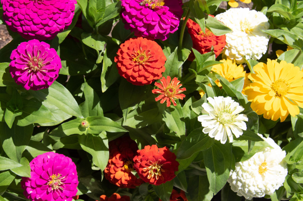Outdoor gardens at Ferrari Carano Winery. Heather Irwin