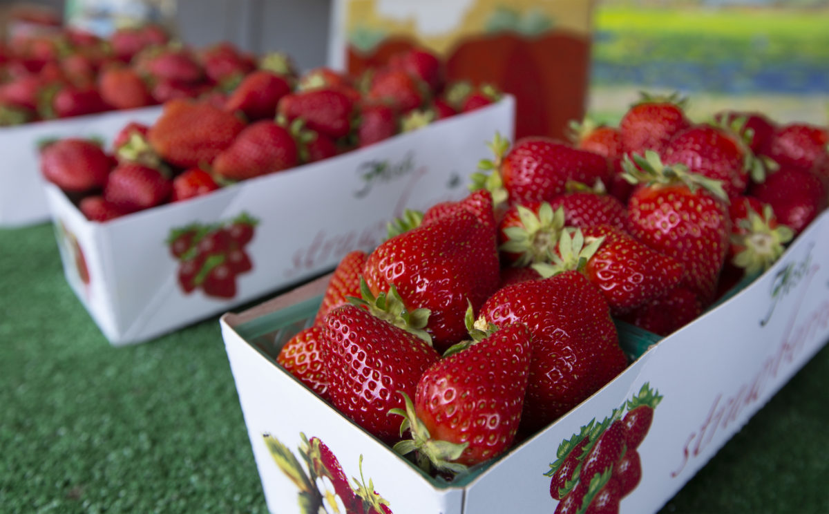 Strawberries picked at the peak of perfection. The strawberry stand on Watmaugh Road and Arnold Drive opened for the season on Wednesday, April 15. (Robbi Pengelly/Index-Tribune)