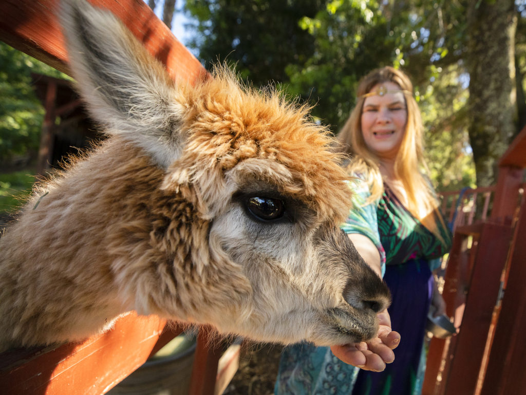 Isis Oasis high priestess deTraci Regula feeds one of the llamas on the Geyserville property. (John Burgess/The Press Democrat)