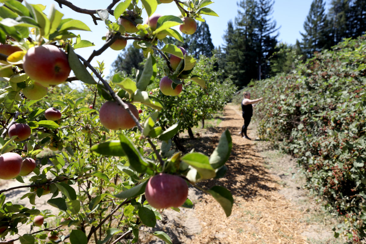Apples grow in the orchard as San Francisco resident Erica Stinemates picks blackberries to make jam at EARTHseed Farm in Sebastopol. (Beth Schlanker/The Press Democrat)