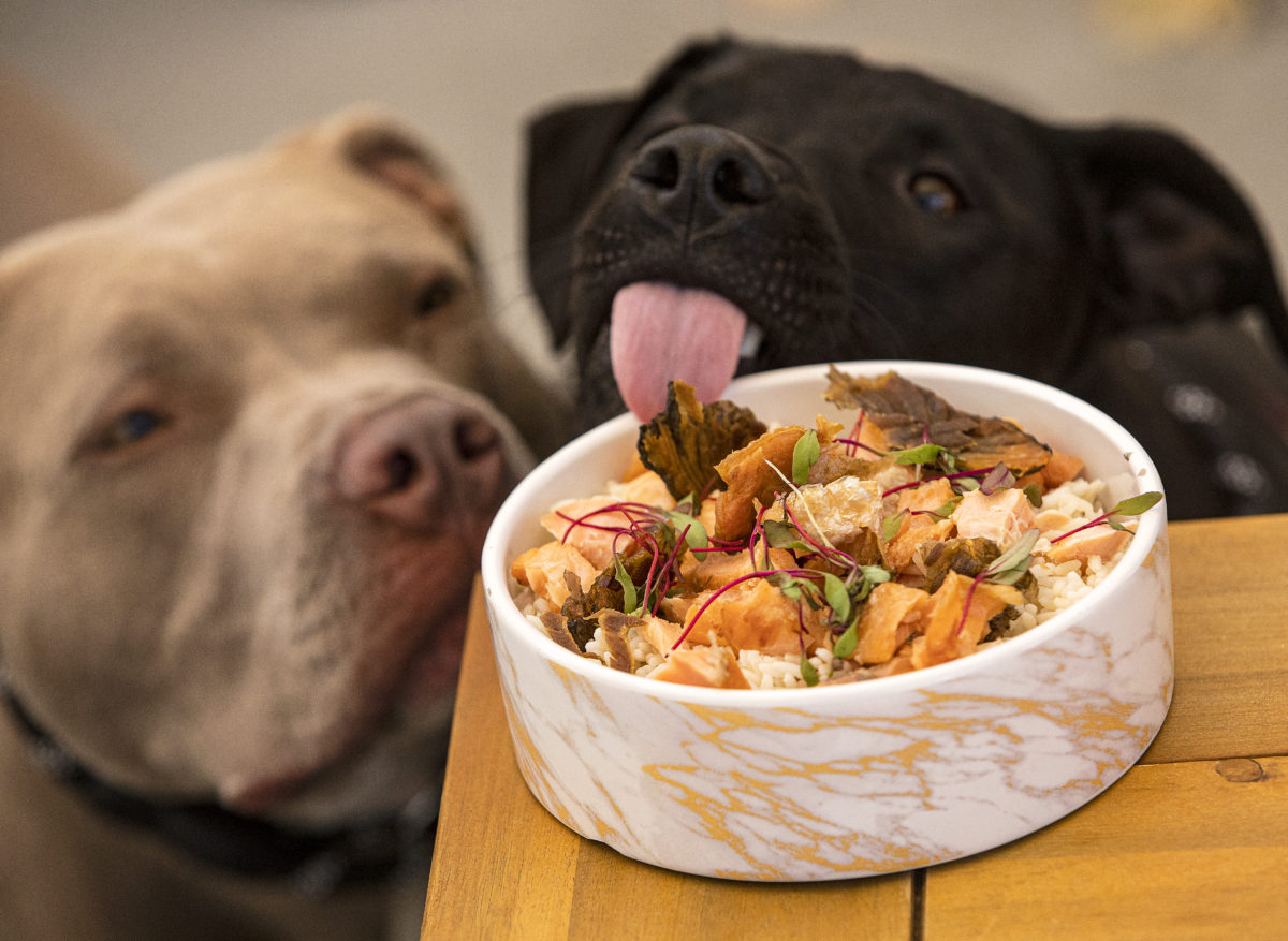 Kivelstadt Cellars Winegarten in Sonoma offers a menu for dogs including a Salmon and Rice Bowl. (John Burgess/The Press Democrat)