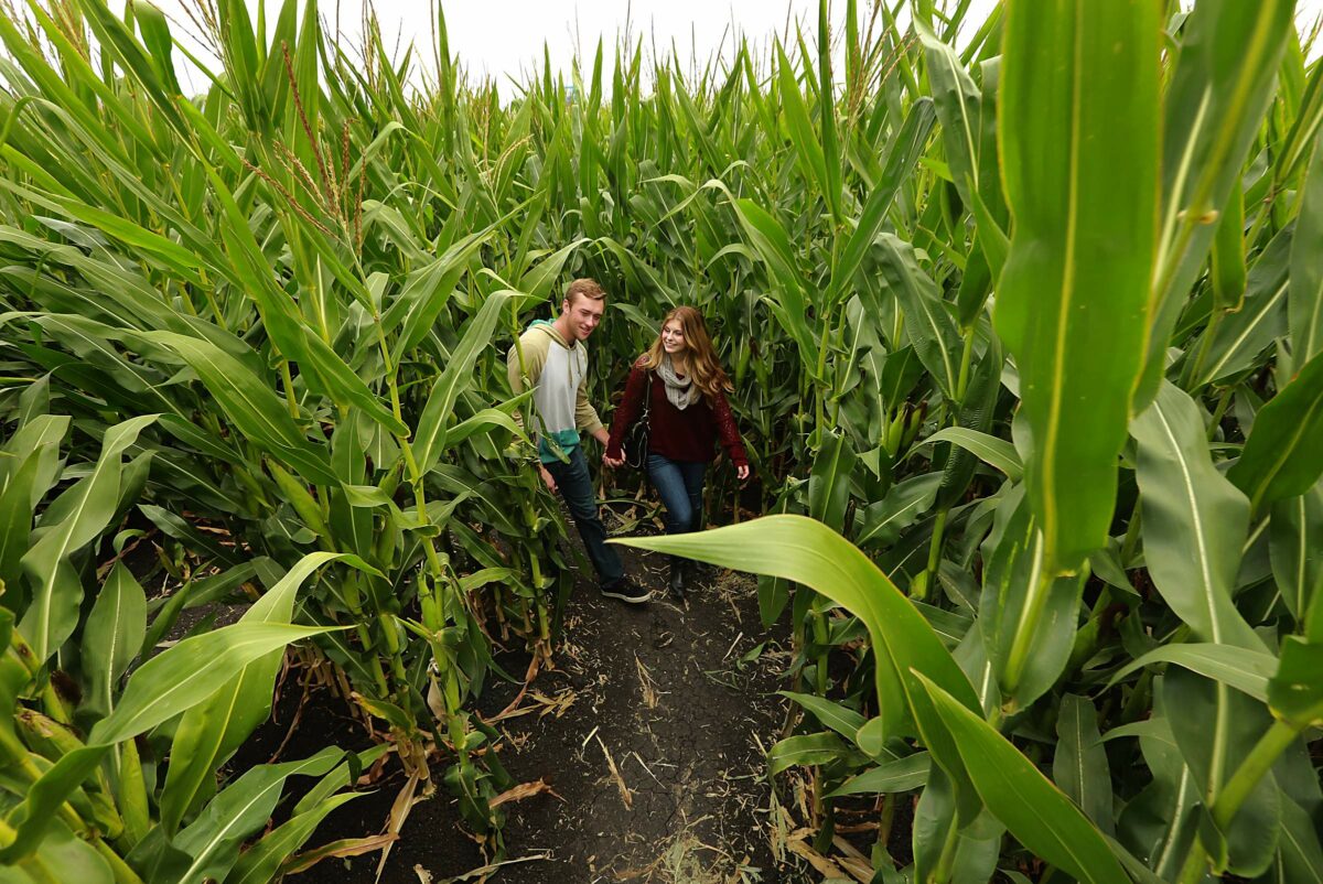 Sonoma State senior Daniel Hudson and his girlfriend Andrea Saxerud navigate the Petaluma Pumpkin Patch and Amazing Corn Maze in Petaluma. (John Burgess/The Press Democrat)