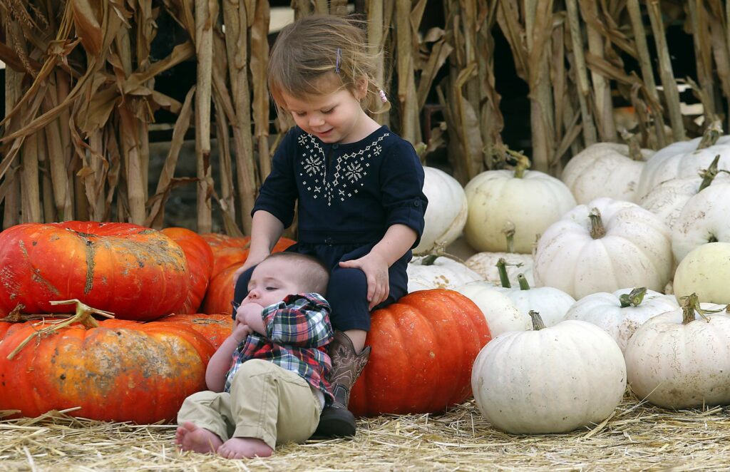 The Petaluma Pumpkin Patch and Amazing Corn Maze in Petaluma. (John Burgess/The Press Democrat)