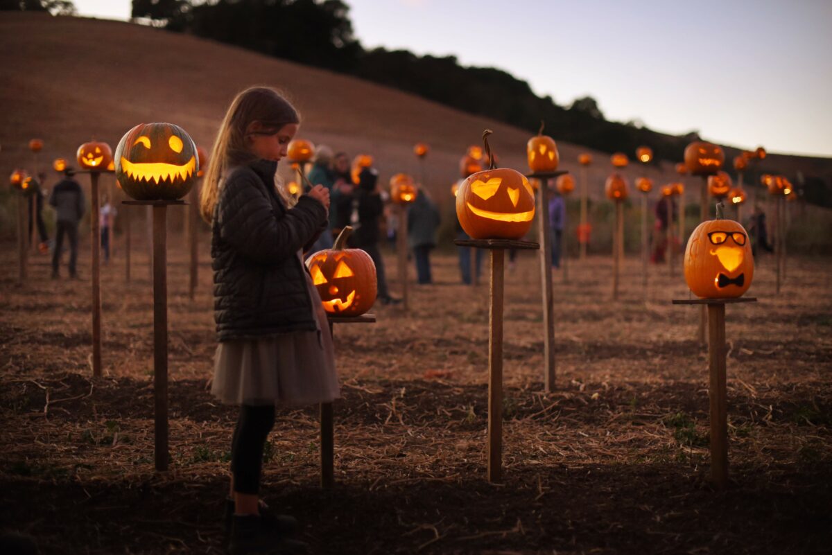 Violet Greene Humphrey, 7, of Novato, California in a field of jack-o-lanterns during Pumpkins on Pikes held Saturday at Tara Firma Farms in Petaluma, California. October 19, 2019. (Erik Castro/for The Press Democrat)