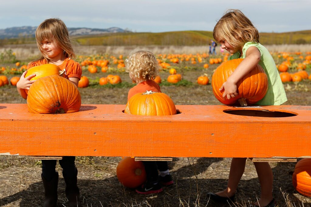 The Destruel sisters, Emily, 3, left, Madelyne, 2, and Ashley, 5, measure their pumpkins during the Tolay Fall Festival at Tolay Lake Regional Park, in Petaluma, California on Saturday, October 22, 2016. (Alvin Jornada / The Press Democrat)