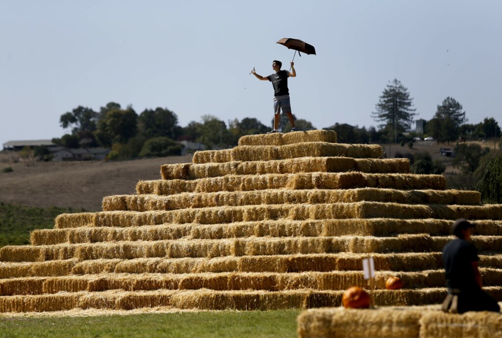 Sam Arneson, 14, climbs atop a pyramid of hay bales at the Santa Rosa Pumpkin Patch in Santa Rosa, on Monday, October 5, 2015. (Beth Schlanker/The Press Democrat)