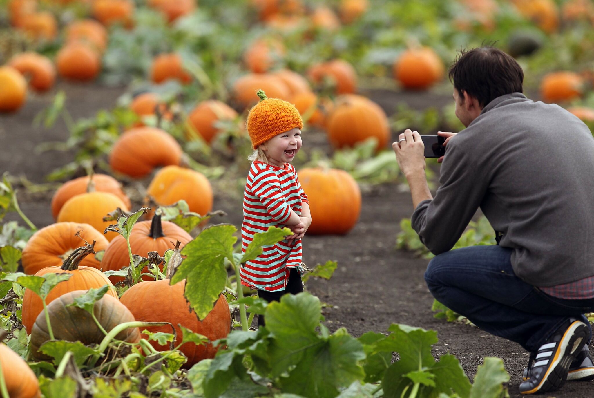 The Petaluma Pumpkin Patch opens Sept. 19 for its 33rd season. It boasts a 4-acre corn maze and a large assortment of pumpkins to pick, making it a sought-after patch come autumn. (John Burgess/The Press Democrat)