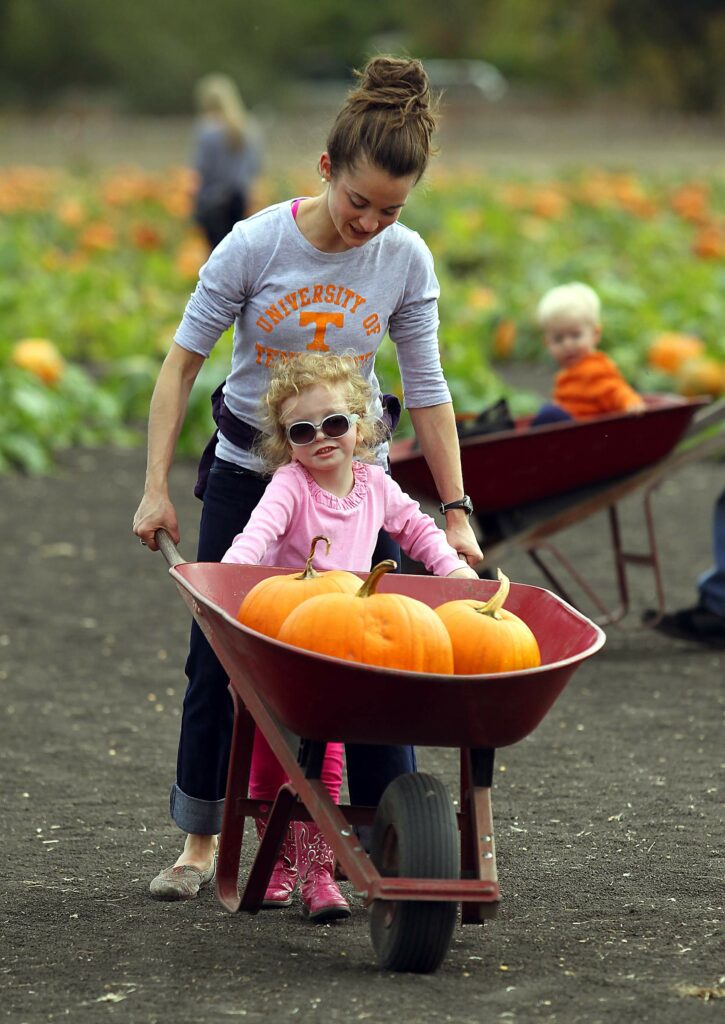 The Petaluma Pumpkin Patch and Amazing Corn Maze in Petaluma. (John Burgess/The Press Democrat)