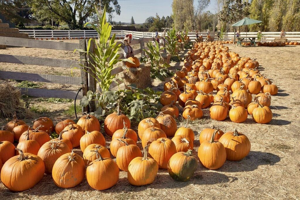 At Muelrath Ranches Pumpkin Patch in Santa Rosa. (Muelrath Ranches Pumpkin Patch)