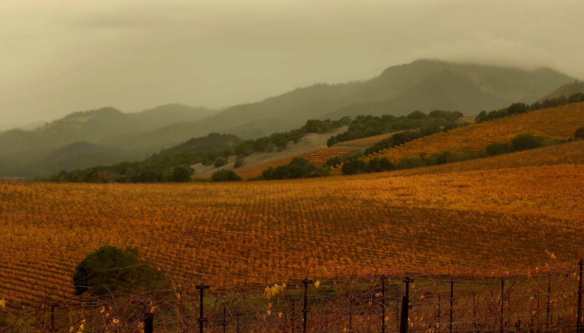 Sugarloaf Ridge State Park is shrouded in rain clouds as the Kunde Family Winery vineyards keep their grip on the last colors of fall, photographed from Nelligan Road above Kenwood, Wednesday, Dec. 5, 2018. (Kent Porter / The Press Democrat) 2018
