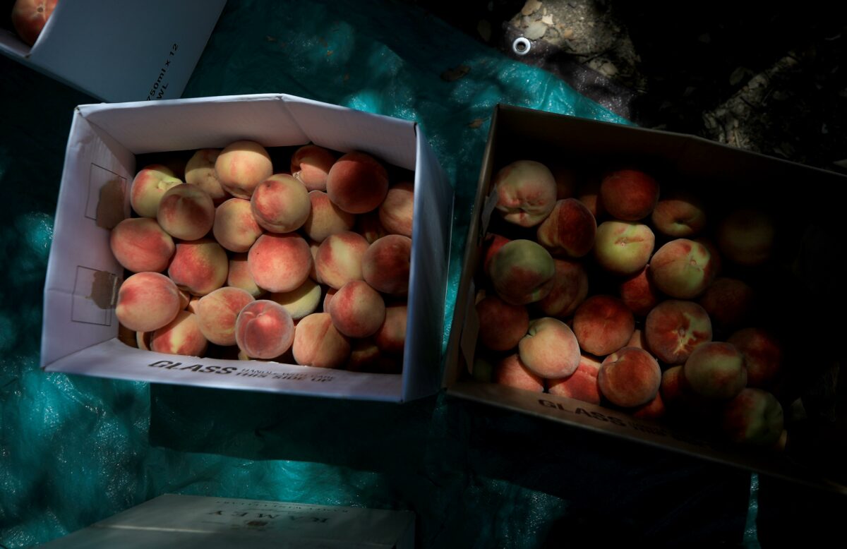 Peaches gleaned for the Farm to Pantry program, Friday, July 10, 2020 in west Dry Creek. (Kent Porter / The Press Democrat) 2020