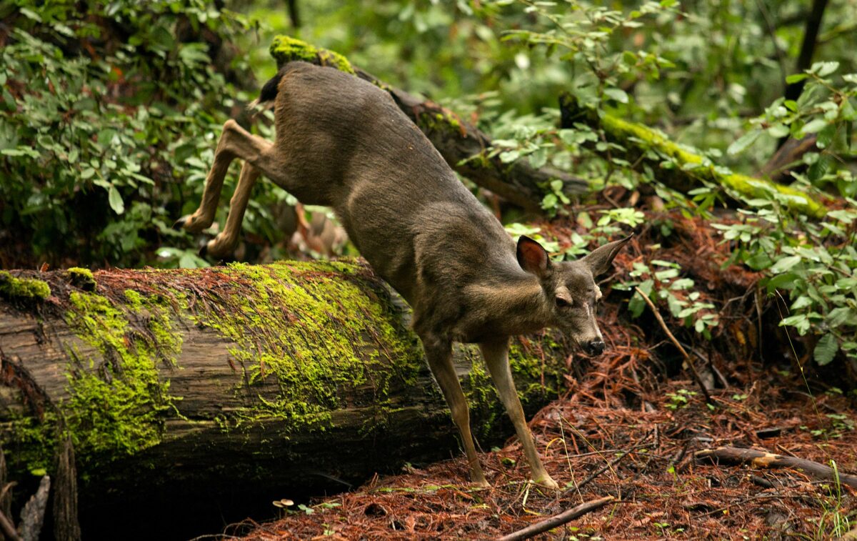 A deer forages for food in Armstrong Woods State Park on Friday. Save the Redwoods League members offered more than 2,500 free vehicle day-use passes for California redwood state parks on Friday. (photo by John Burgess/The Press Democrat)
