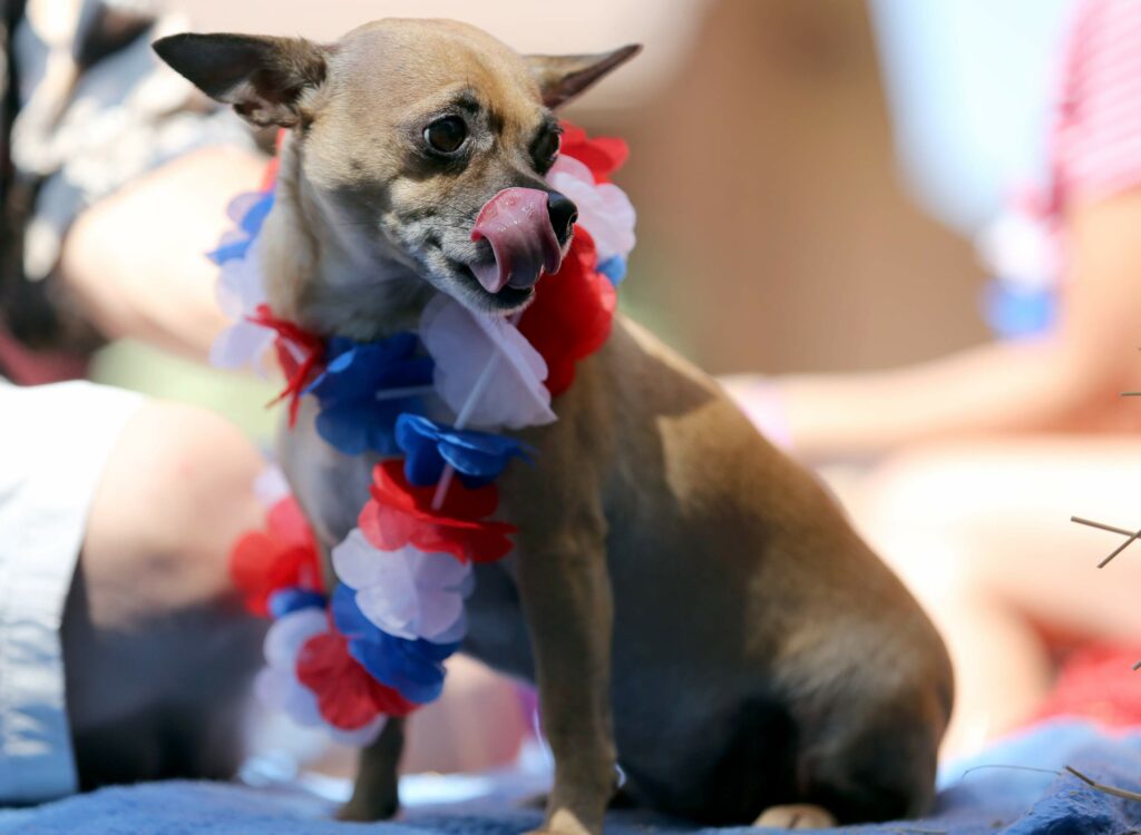 Lucy rides the Pets Lifeline float during the Fourth of July Parade and Plaza celebration in Sonoma, July 4, 2012. (Crista Jeremiason/ The Press Democrat)