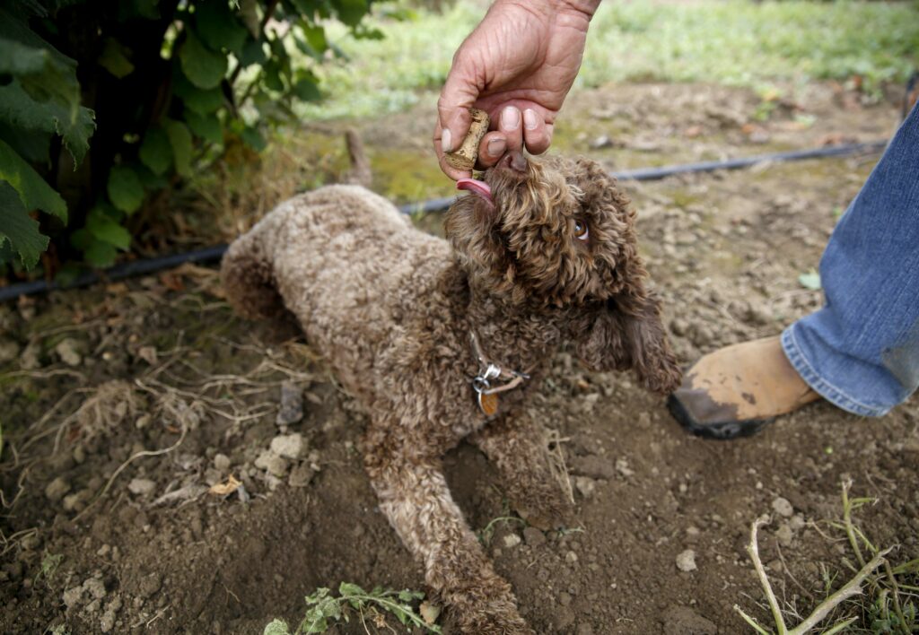 Above, Fran Angerer uses a cork scented with truffle oil to train his dog, Tuber, a Lagotto Romagnolo, to find truffles. Left, Alex Angerer, 2, picks lemon cucumbers at the Angerer Family Farm in Geyserville.