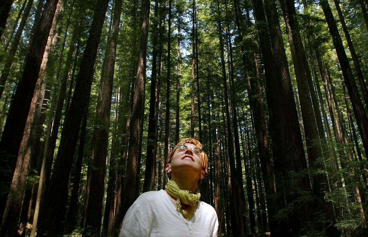 Walk among centuries old redwoods at Armstrong Woods State Natural Reserve in Guerneville. (Kent Porter / The Press Democrat)
