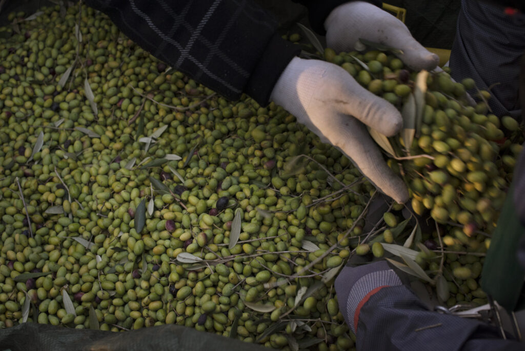 Harvest workers collecting freshly picked olives during olive harvest at Baker Lane Vineyards in Sebastopol, Nov. 8, 2018. (Erik Castro/for Sonoma Magazine)