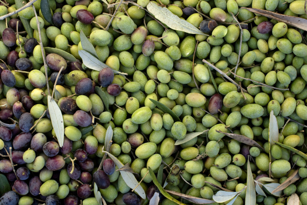 A variety of freshly picked olives during olive harvest at Baker Lane Vineyards in Sebastopol, Nov. 8, 2018. (Erik Castro/for Sonoma Magazine)