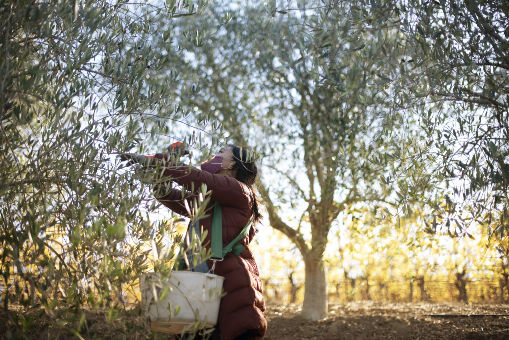 Ann Bui, of Oakland, volunteered to pick olives during olive harvest at Baker Lane Vineyards in Sebastopol, Nov. 8, 2018. (Erik Castro/for Sonoma Magazine)