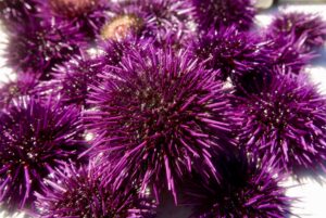 Purple sea urchins on the North Coast. (John Burgess/The Press Democrat)