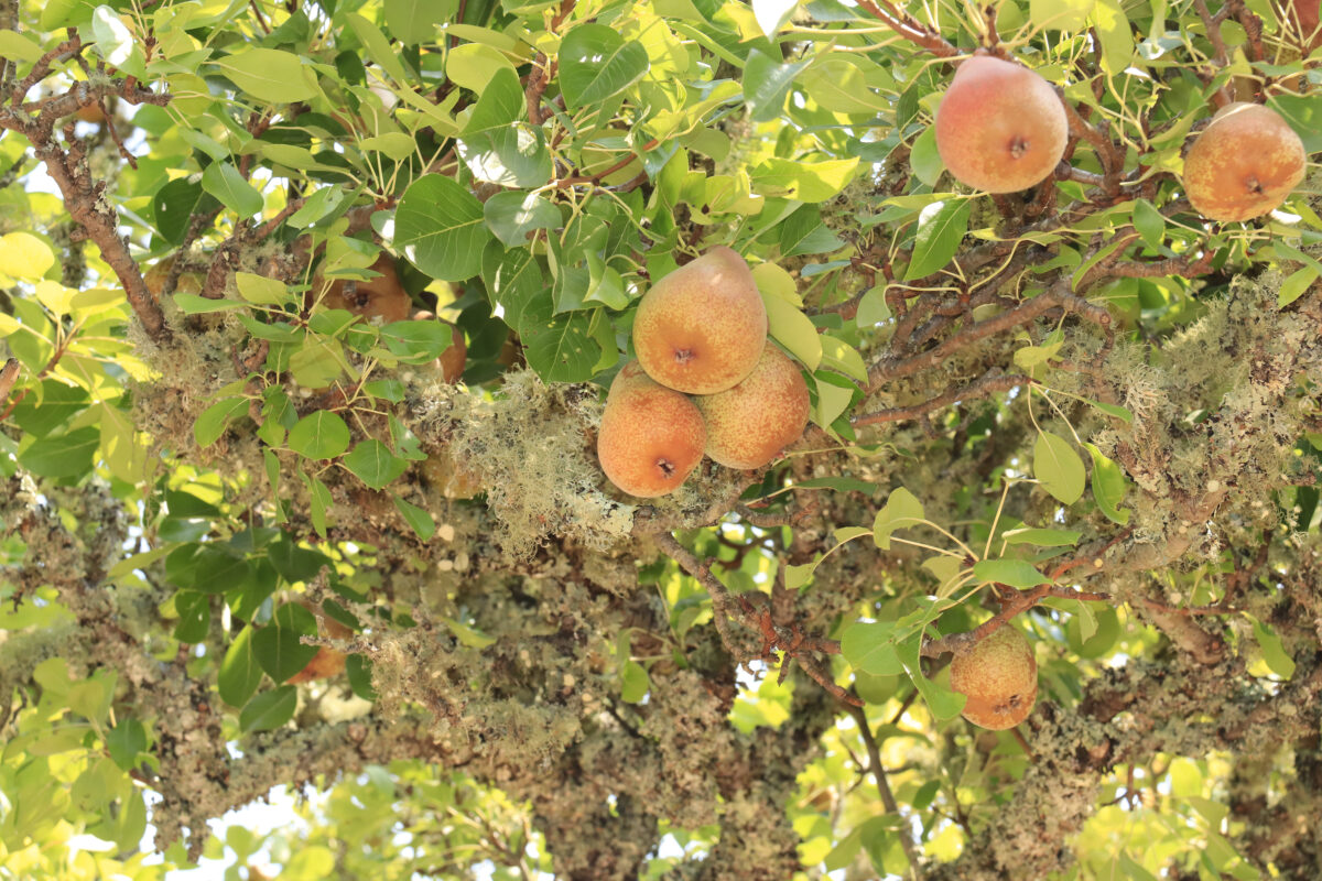 Bartlett pears nearing harvest at a 110-year-old orchard on Jack London State Park property. (Christian Kallen/Sonoma Index-Tribune)