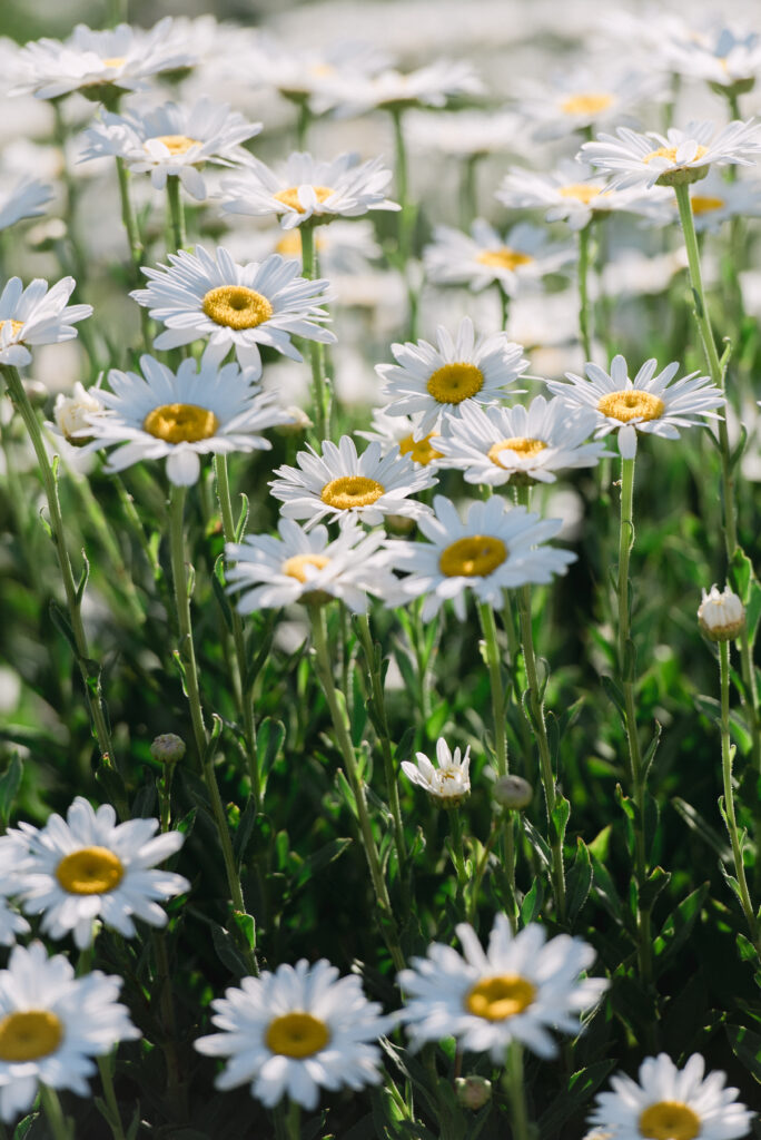 Photo by Rebecca Gosselin. 